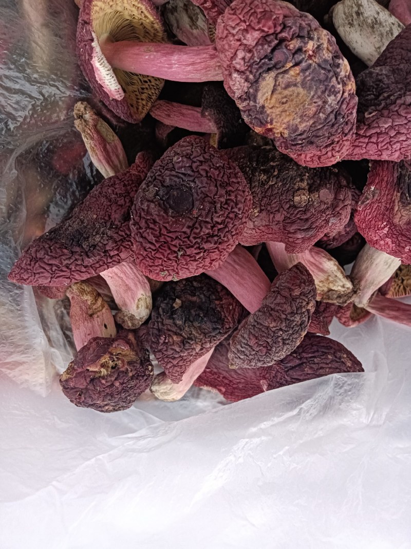 红菇