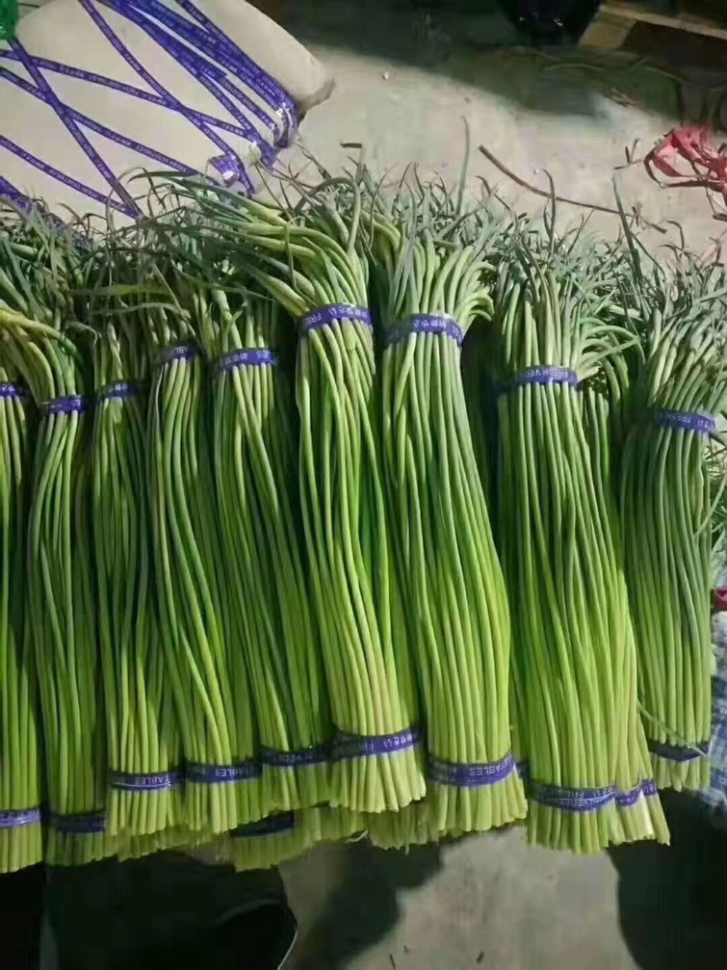 山东冷库蒜苔大量供应货源充足欢迎来电咨询
