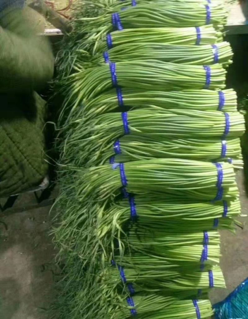 山东冷库蒜苔大量供应货源充足欢迎来电咨询