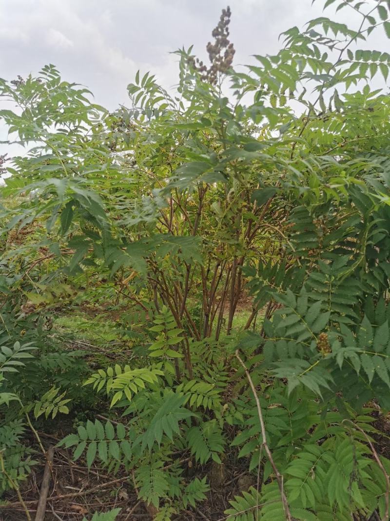 珍珠梅落叶花灌木耐寒抗旱小苗及丛生大墩一手货源