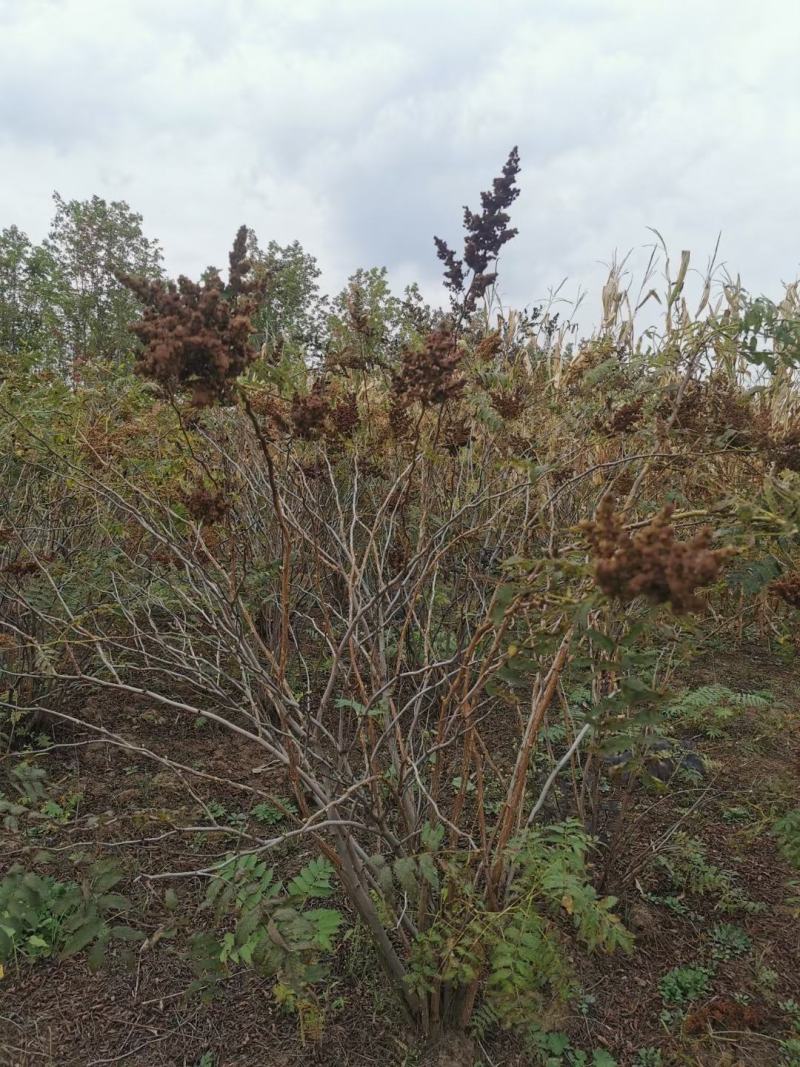 珍珠梅落叶花灌木耐寒抗旱小苗及丛生大墩一手货源