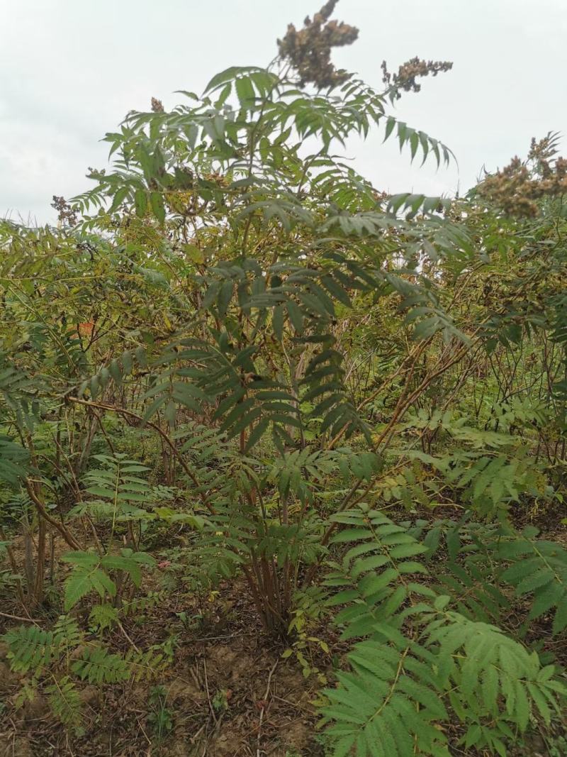 珍珠梅落叶花灌木耐寒抗旱小苗及丛生大墩一手货源