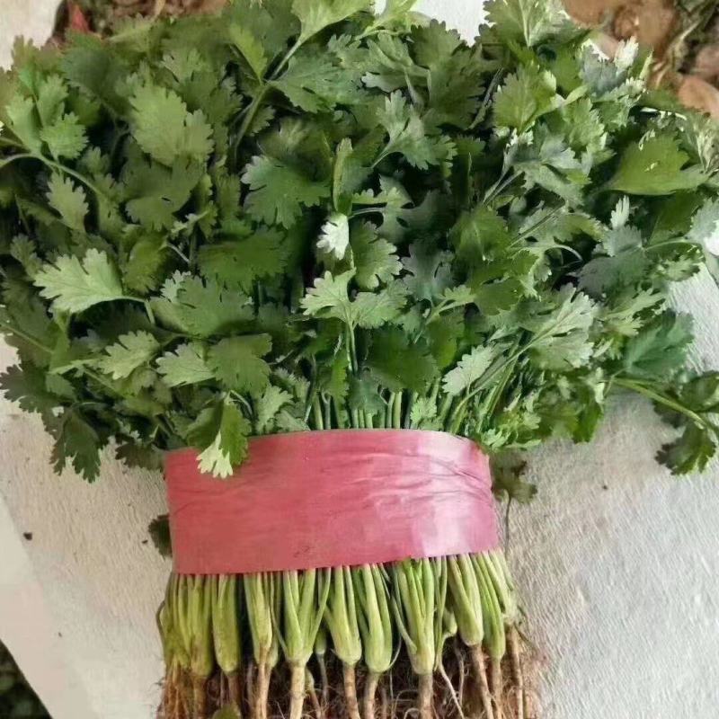 【精品香菜】货源充足质量有保证诚心合作欢迎咨询