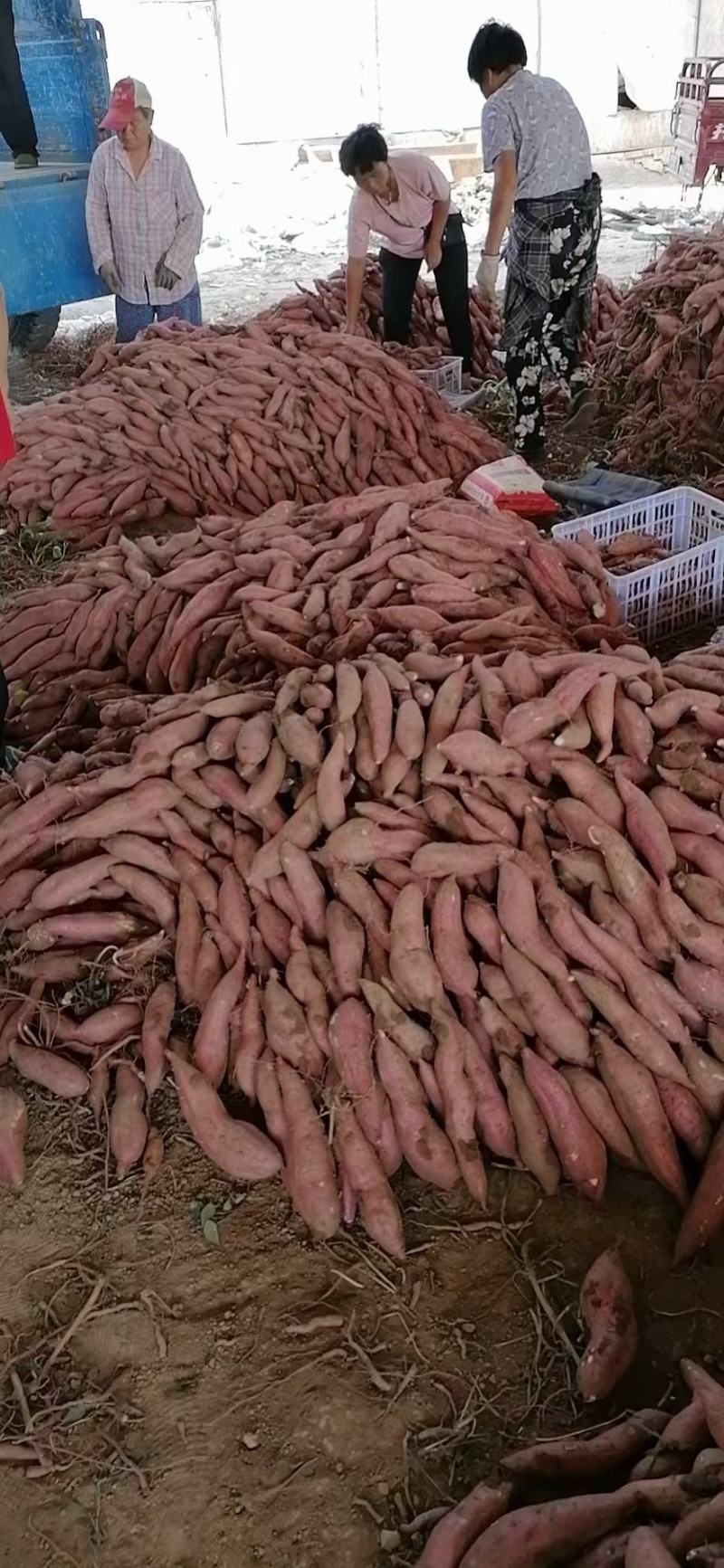 北田板栗薯