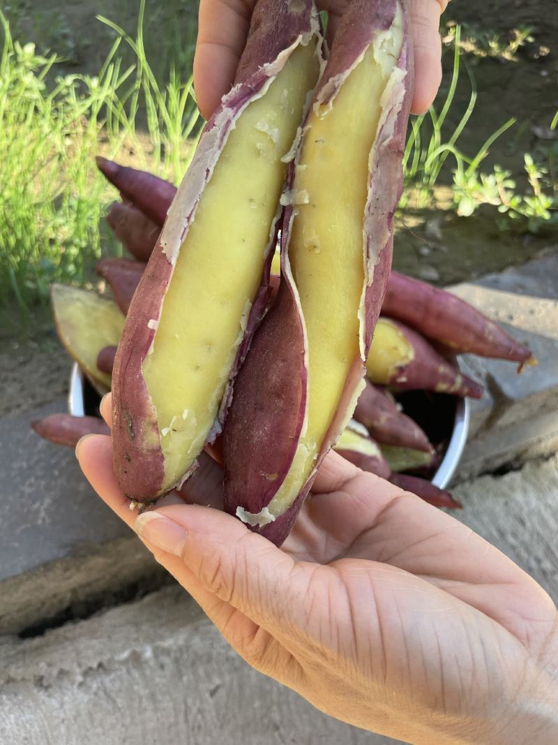 北田板栗薯