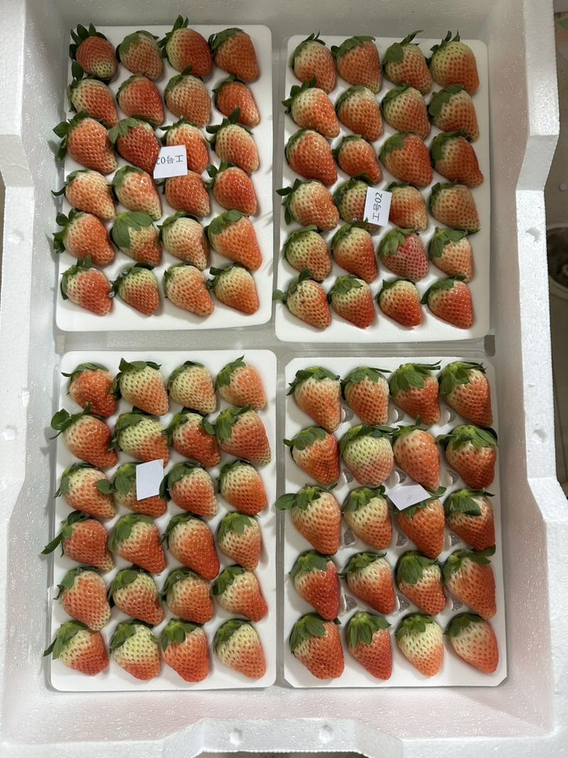 冬季甜草莓商用蛋糕烘培糖葫芦奶茶51盒包邮
