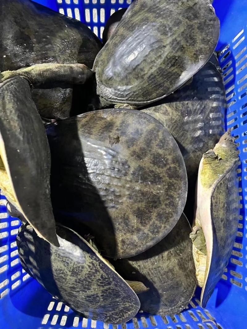 甲鱼大甲鱼中华鳖黄沙鳖1斤到15斤外塘甲鱼