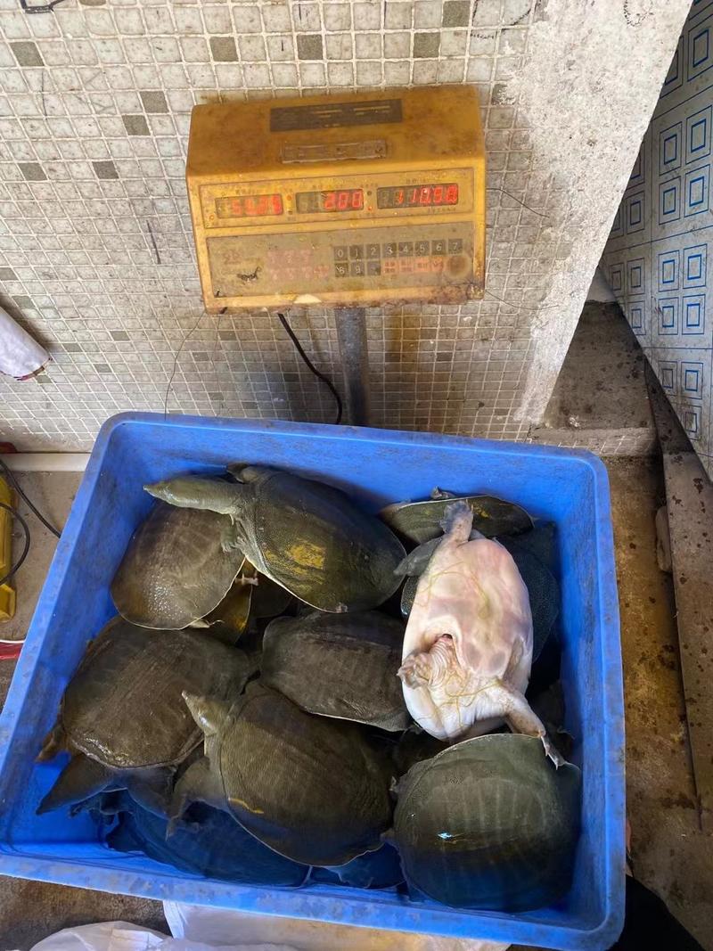 甲鱼大甲鱼中华鳖黄沙鳖1斤到15斤外塘甲鱼
