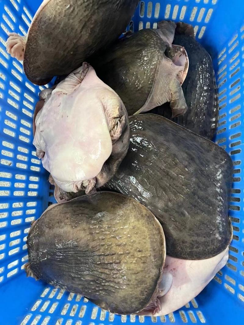 甲鱼大甲鱼中华鳖黄沙鳖1斤到15斤外塘甲鱼