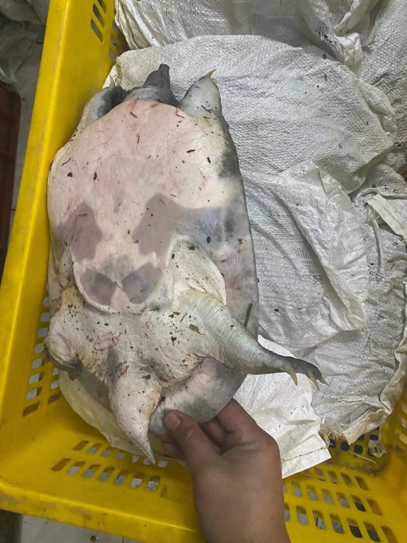甲鱼大甲鱼中华鳖黄沙鳖1斤到15斤外塘甲鱼