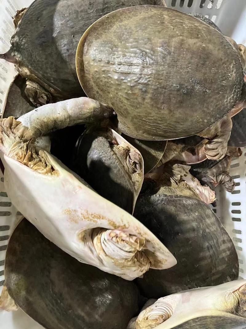 甲鱼大甲鱼中华鳖黄沙鳖1斤到15斤外塘甲鱼