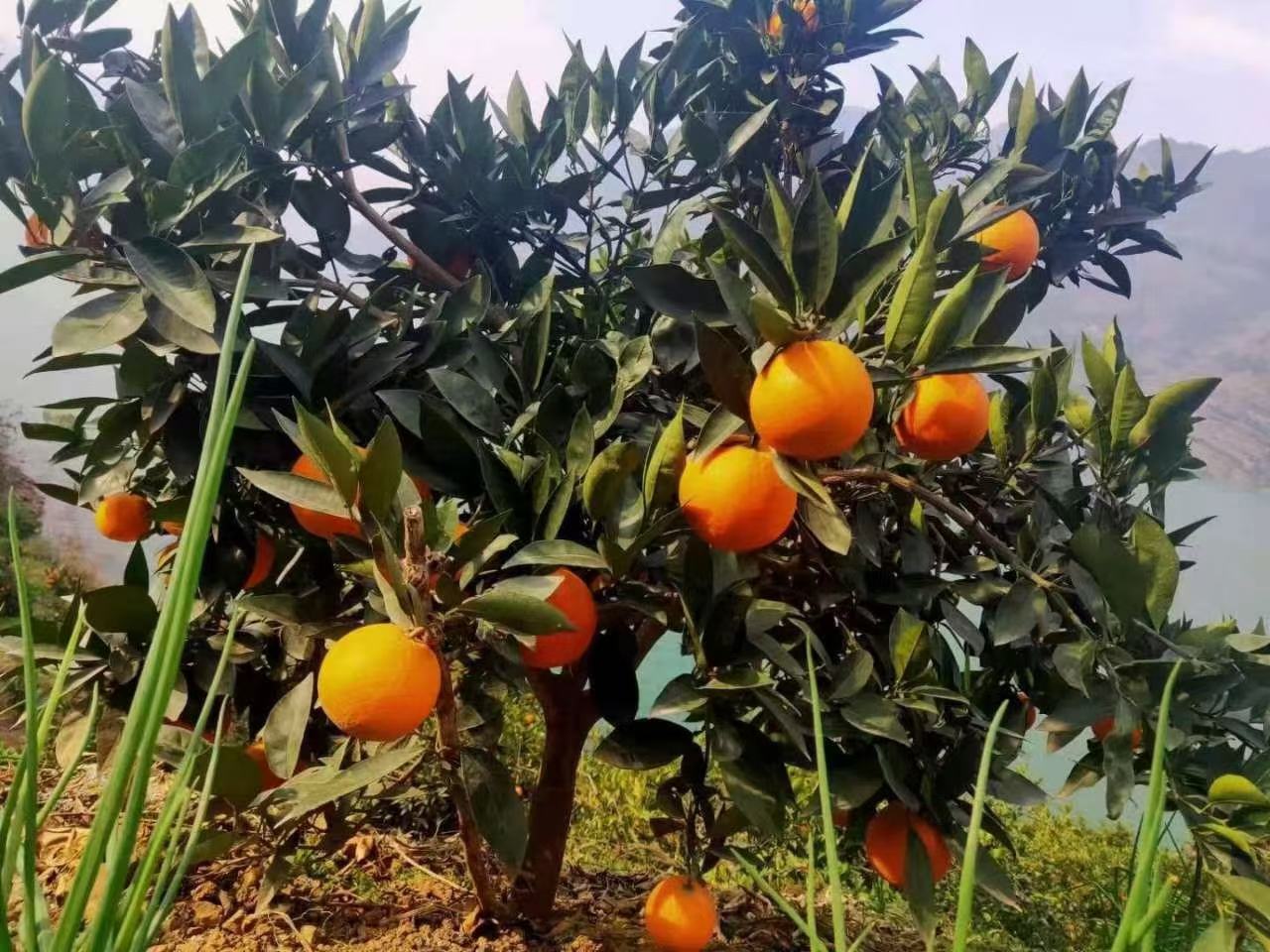 奉节脐橙果园全景
