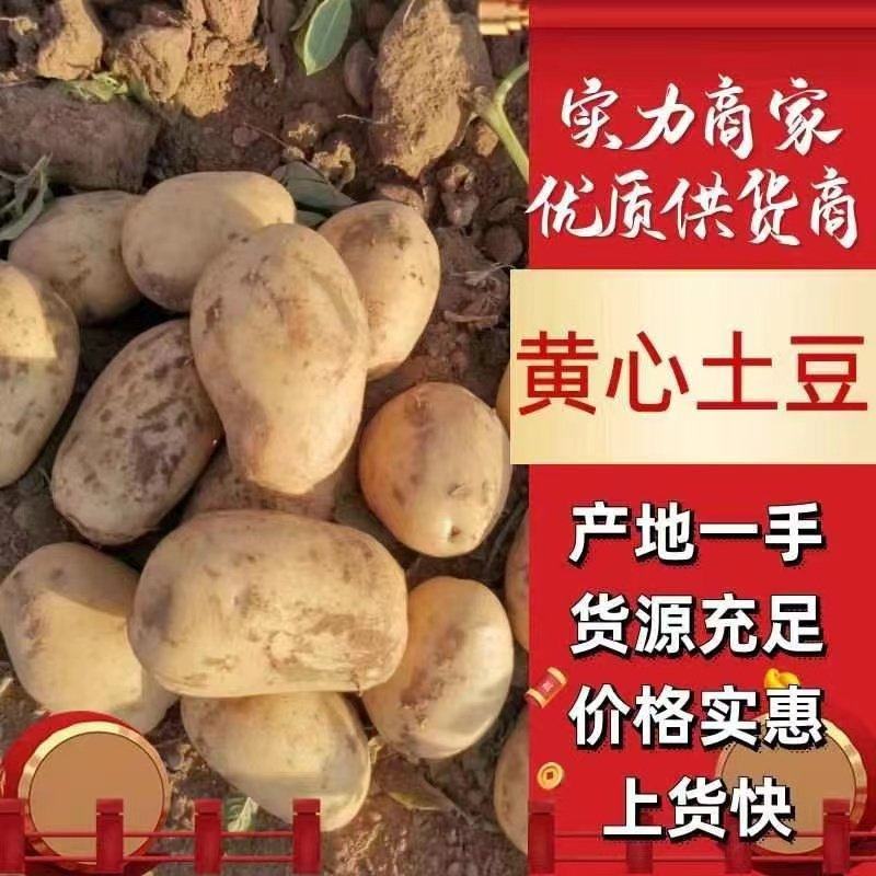 希森土豆V7土豆中暑土豆沃土五号齐元丰黄心土豆