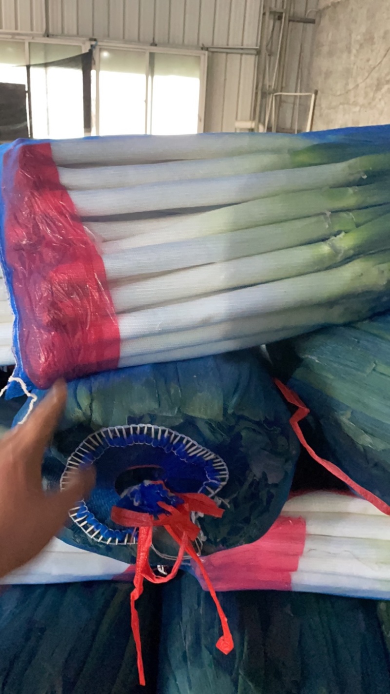 福建大葱，铁杆大葱，箱葱，网葱，支持各种包装