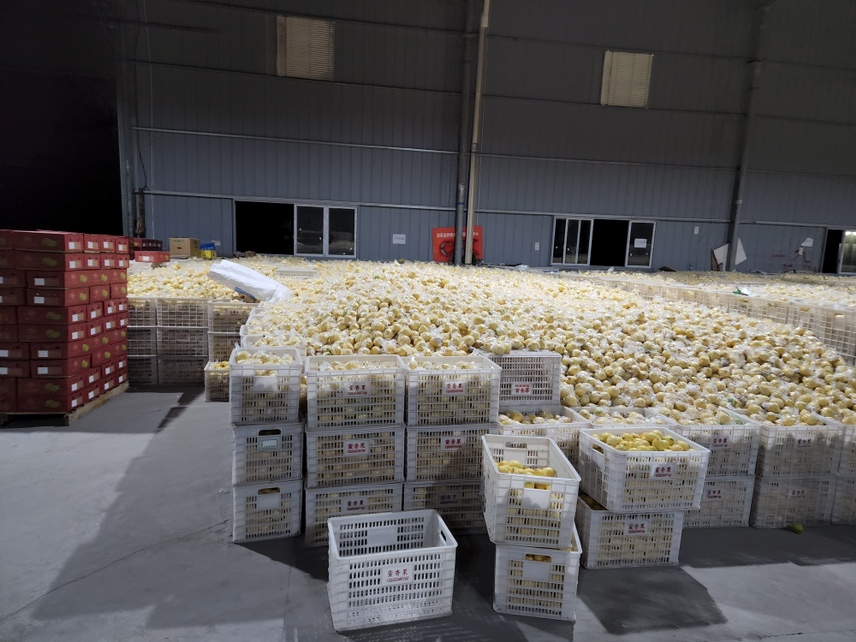 安岳黄柠檬采摘场景图