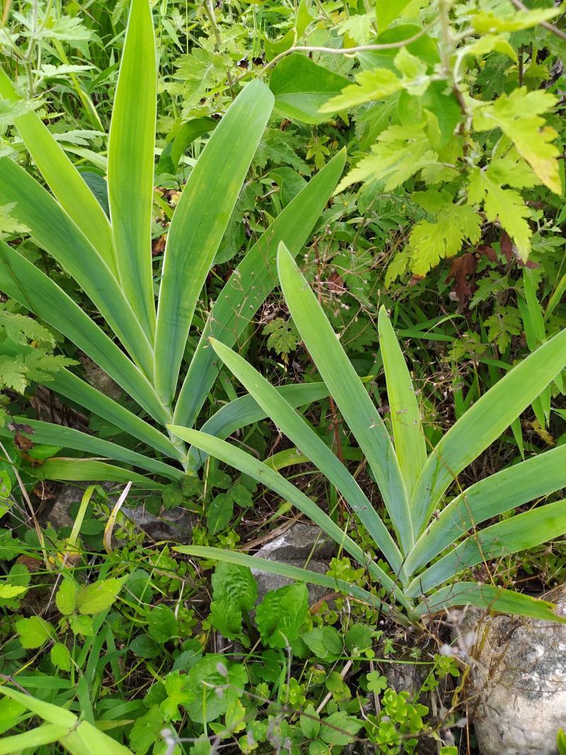 射干块茎批发