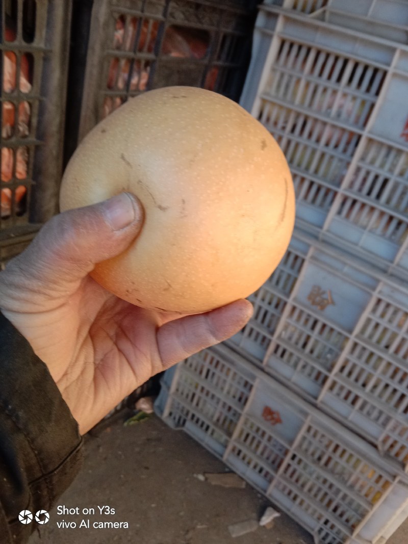 我想卖元黄梨