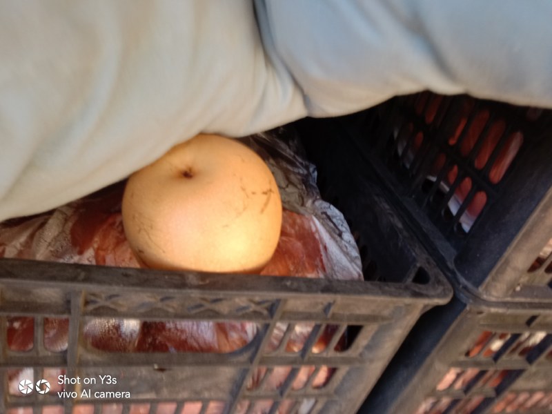 我想卖元黄梨