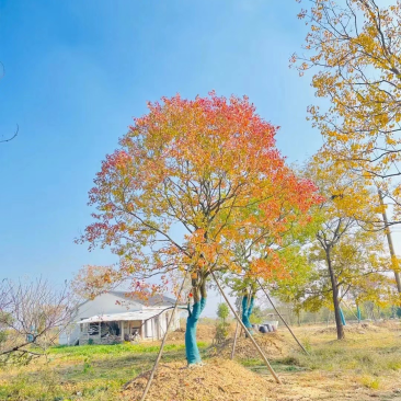 乌桕，独景。点缀，水景，主景，树的高度在8～9米