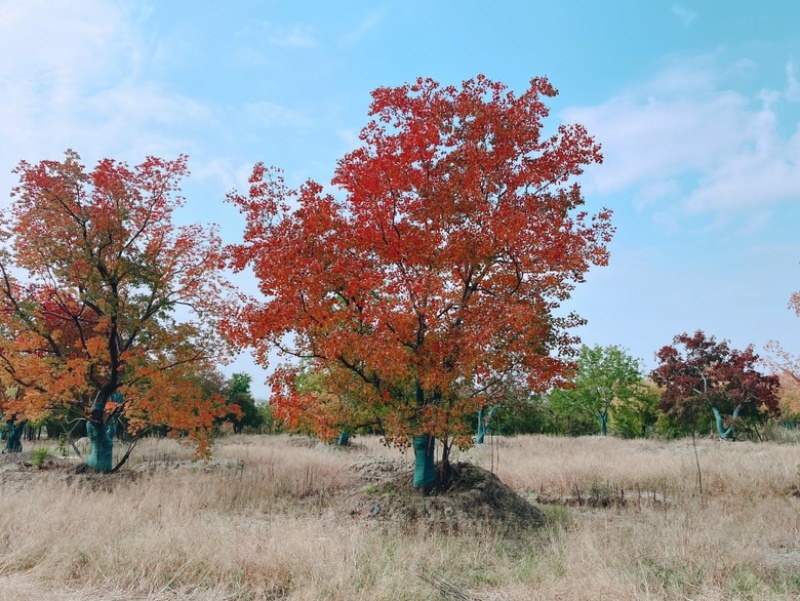 乌桕，独景。点缀，水景，主景，树的高度在8～9米