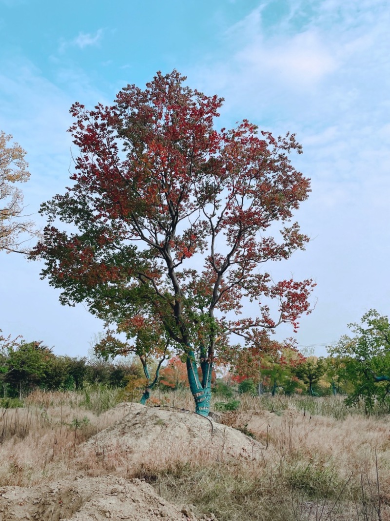 乌桕，独景。点缀，水景，主景，树的高度在8～9米