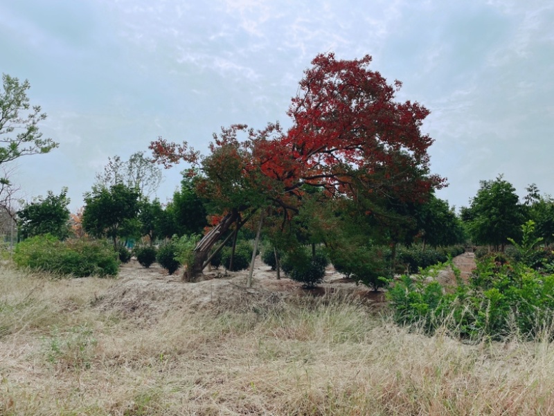 乌桕，独景。点缀，水景，主景，树的高度在8～9米