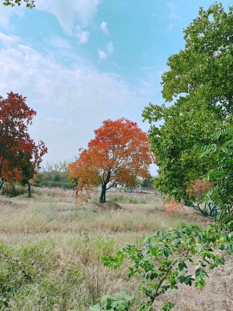 乌桕，独景。点缀，水景，主景，树的高度在8～9米