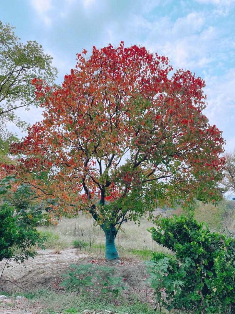 乌桕，独景。点缀，水景，主景，树的高度在8～9米