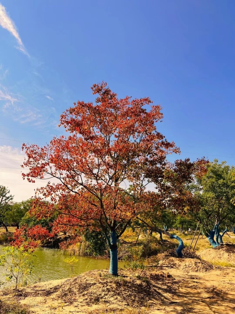 乌桕，独景。点缀，水景，主景，树的高度在8～9米
