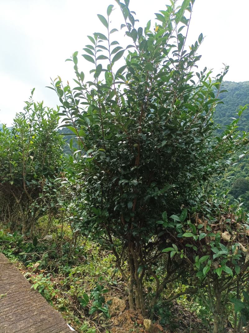 客家炒香绿茶