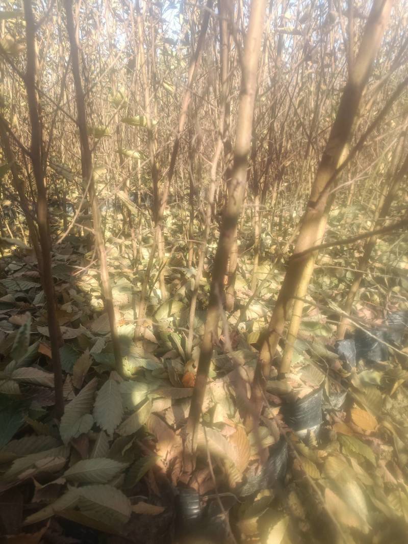 【精选】红榉小苗，榉树杯苗，自家苗圃，基地直发