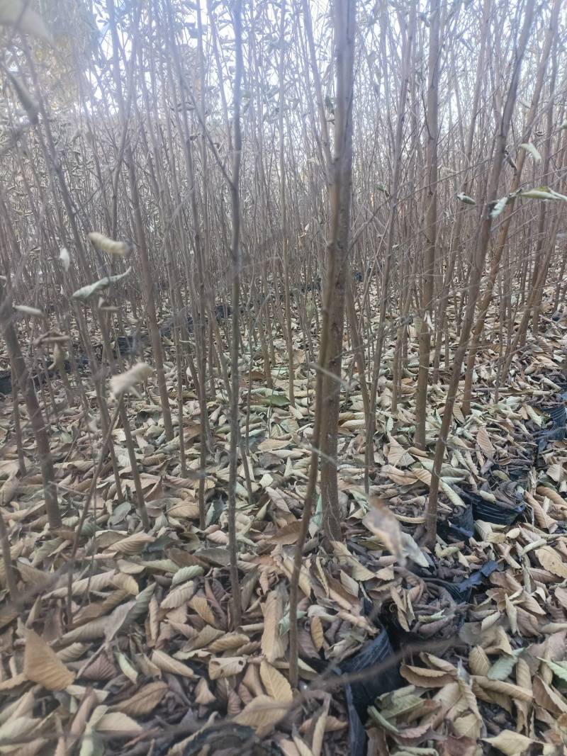 【精选】红榉小苗，榉树杯苗，自家苗圃，基地直发