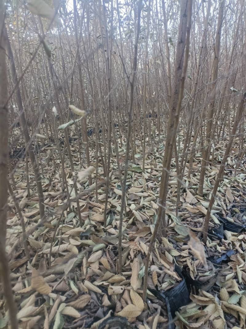 【精选】红榉小苗，榉树杯苗，自家苗圃，基地直发