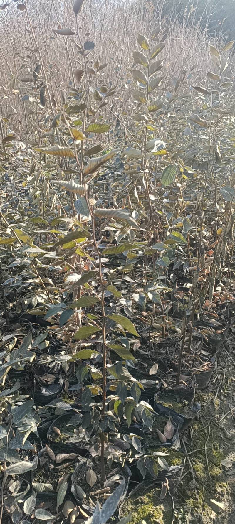 【精选】红榉小苗，榉树杯苗，自家苗圃，基地直发