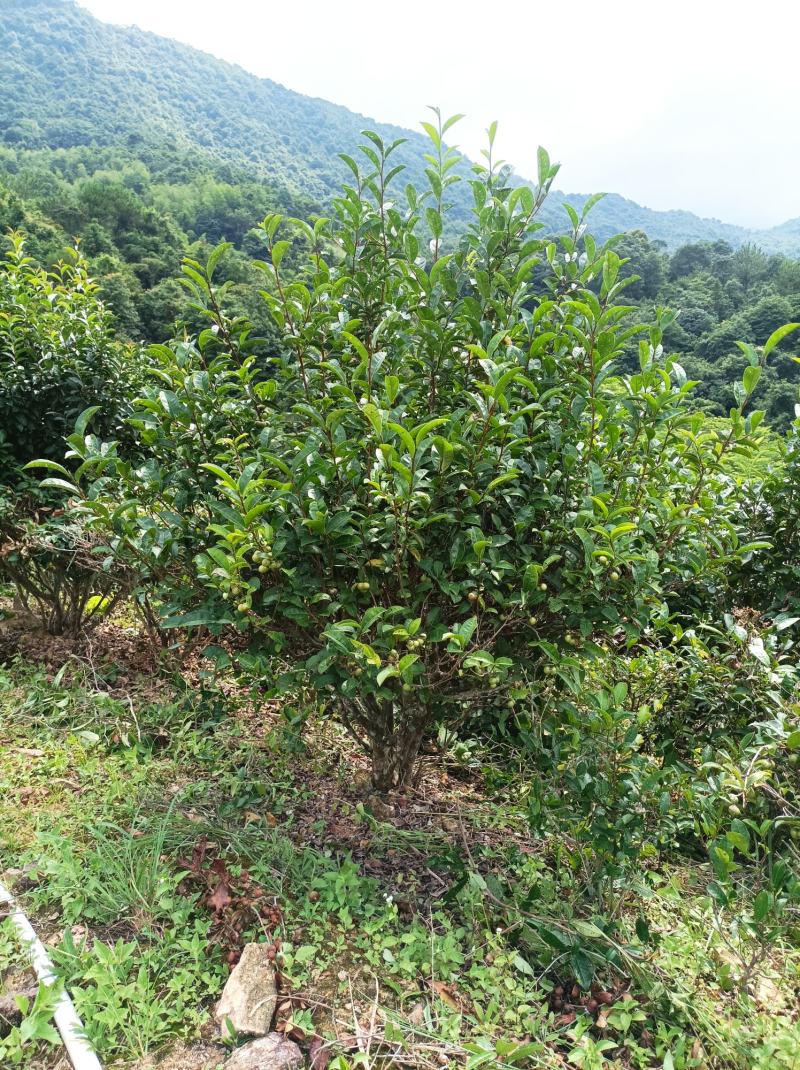 客家炒香绿茶