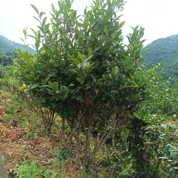 客家炒香绿茶