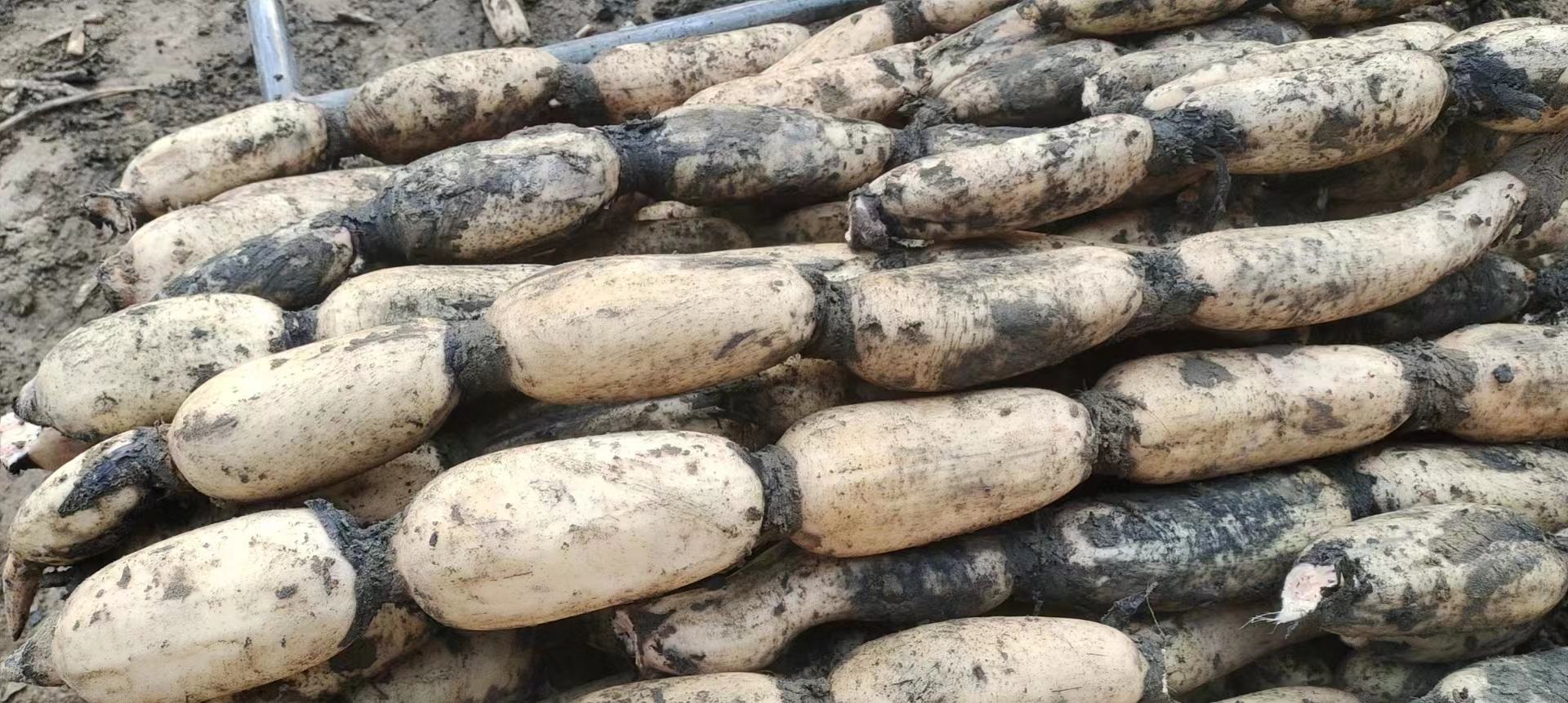 展示清洗干净的马踏湖白莲藕,旁边有清水和软刷 白莲藕清洗过程