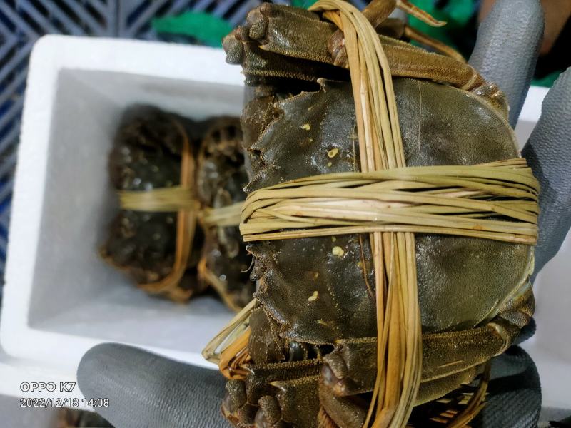 洪湖清水大闸蟹产地直发规格齐全可混批（下单请咨询）