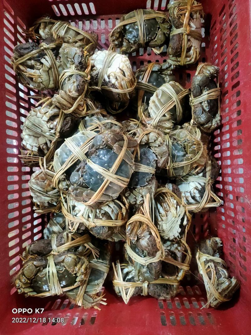 洪湖清水大闸蟹产地直发规格齐全可混批（下单请咨询）