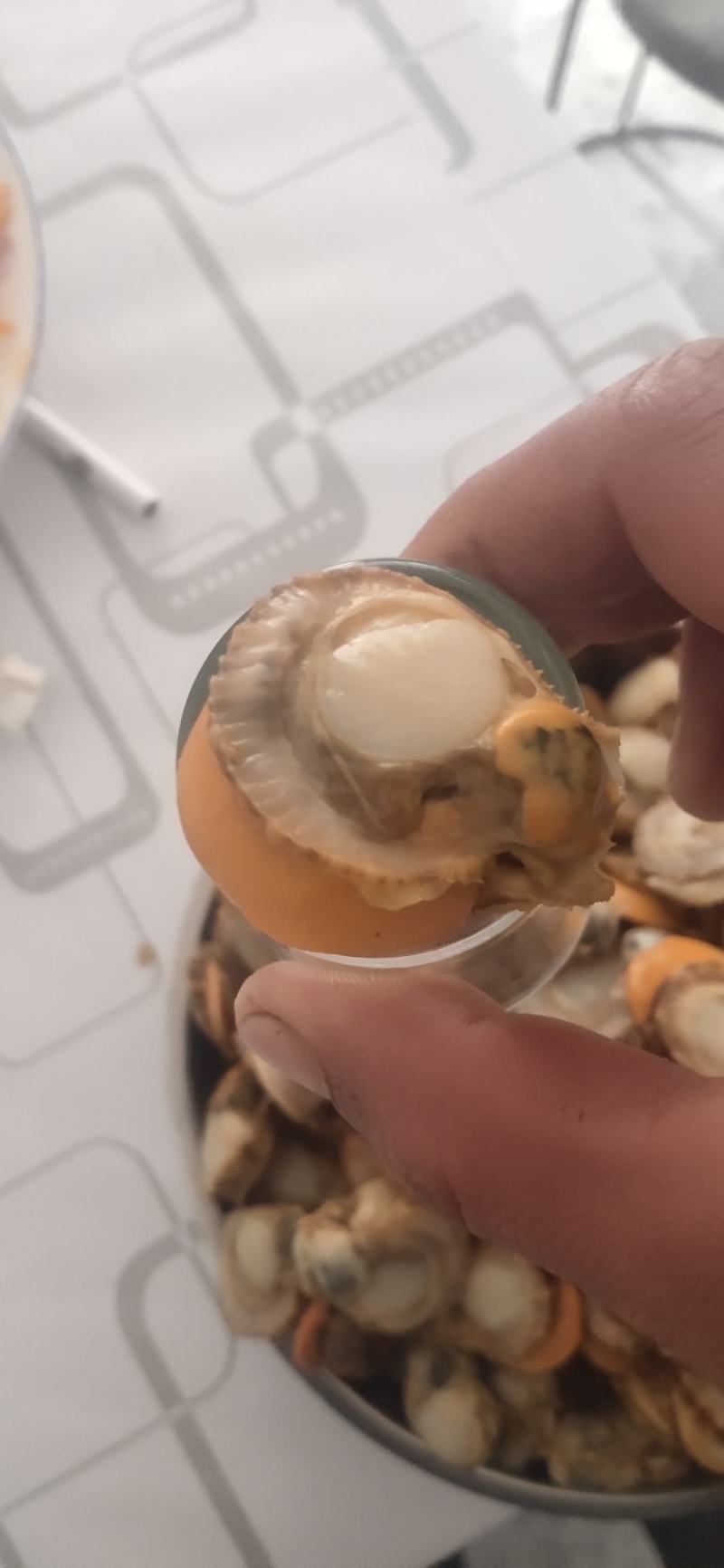 红扇贝上市