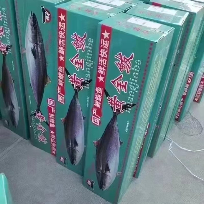 黄金大鲅鱼