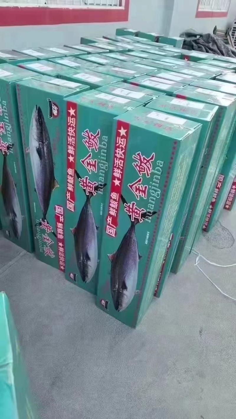 黄金大鲅鱼