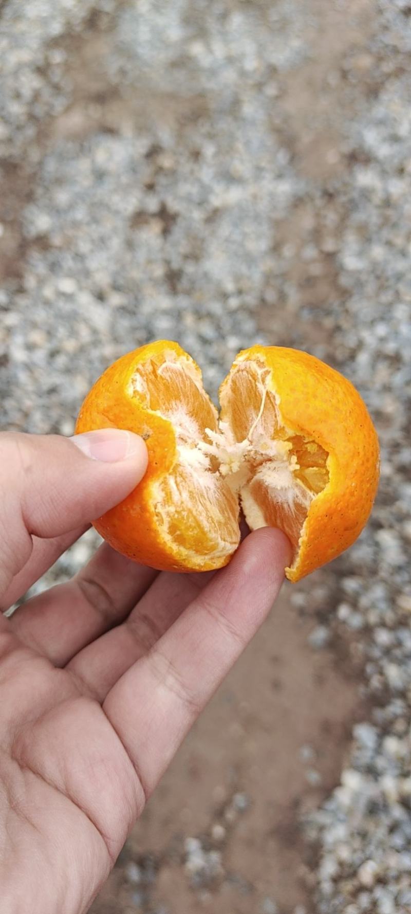 来哦精品哦，，货量充足。需要的老板赶快联系我哟。