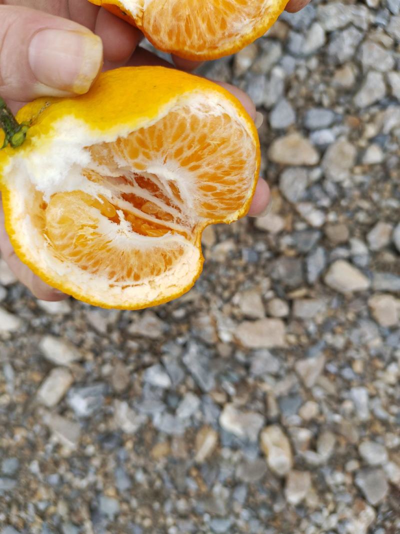 来哦精品哦，，货量充足。需要的老板赶快联系我哟。