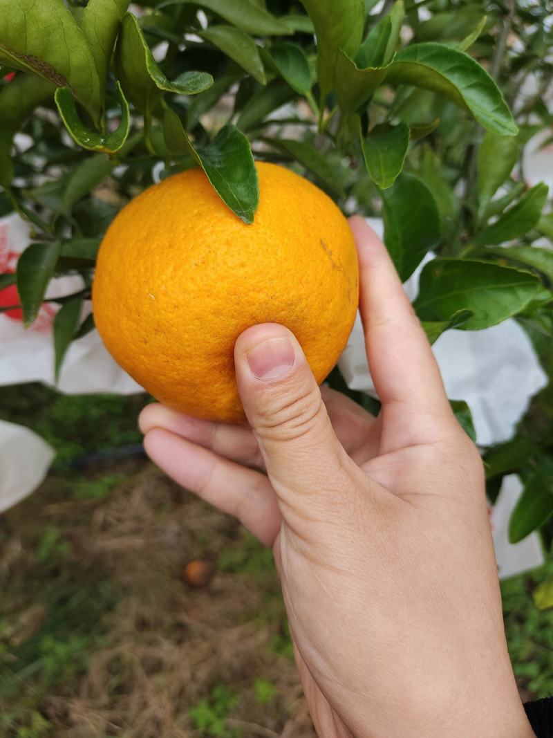来哦精品哦，，货量充足。需要的老板赶快联系我哟。