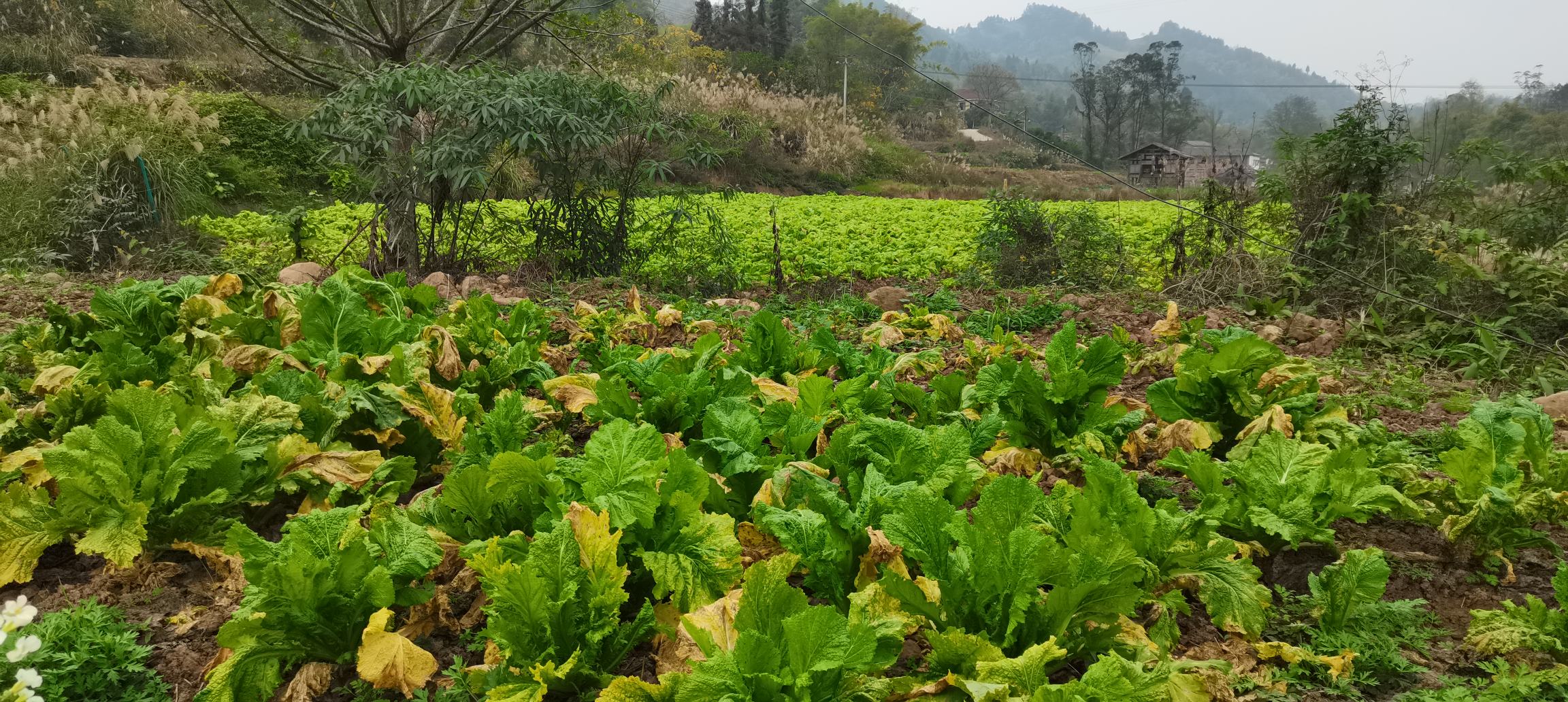 冬萝卜田间生长实景图