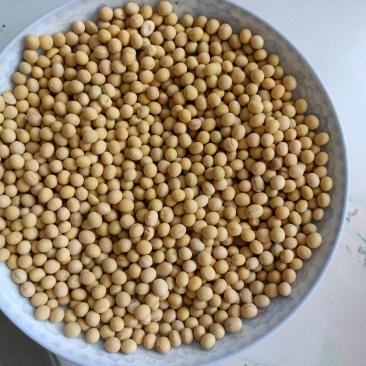 黄豆袋装一斤装农产品自家种植黄豆适合做豆腐，豆浆，豆芽菜