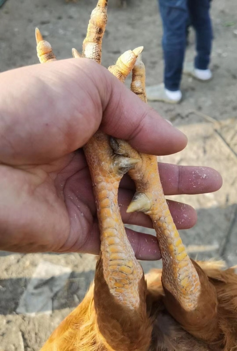 灵山土阉鸡老水龙头凤尾