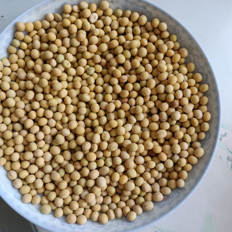 黄豆袋装一斤装农产品自家种植黄豆适合做豆腐，豆浆，豆芽菜