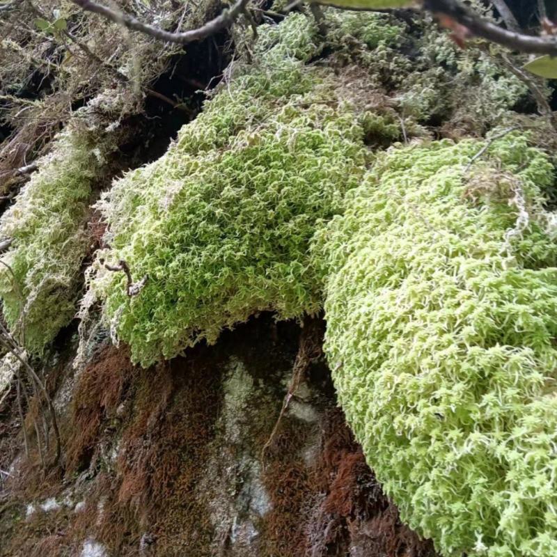 水苔，大量上市货源充足，量大价优，欢迎各地老板采购